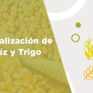 Curso Online Comercialización de Soja, Maíz y Trigo