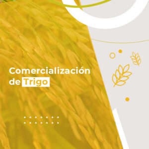 Curso Online Comercialización de Trigo